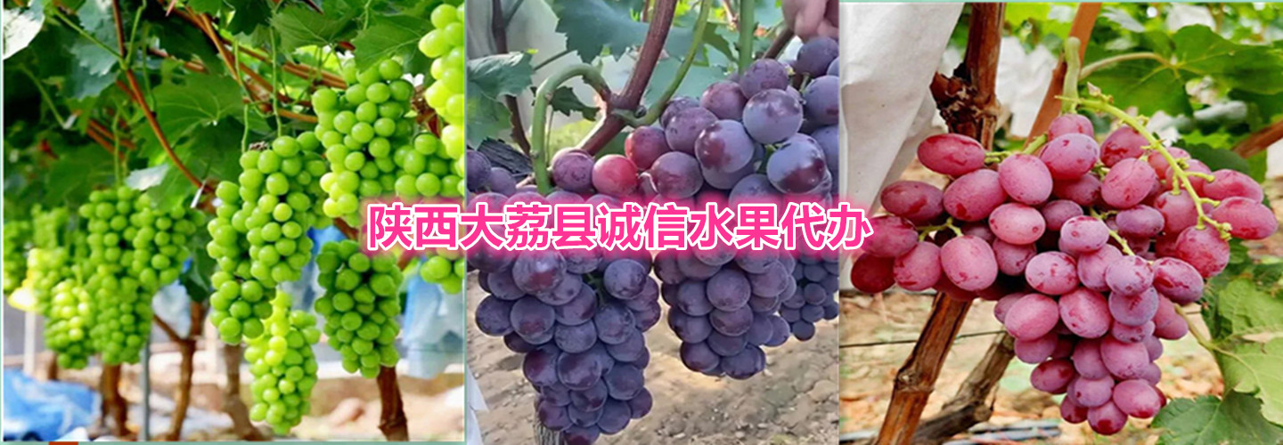 渭南诚信水果批发