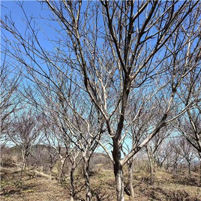 哪里能买到正宗浙江鸡爪槭？产地批发