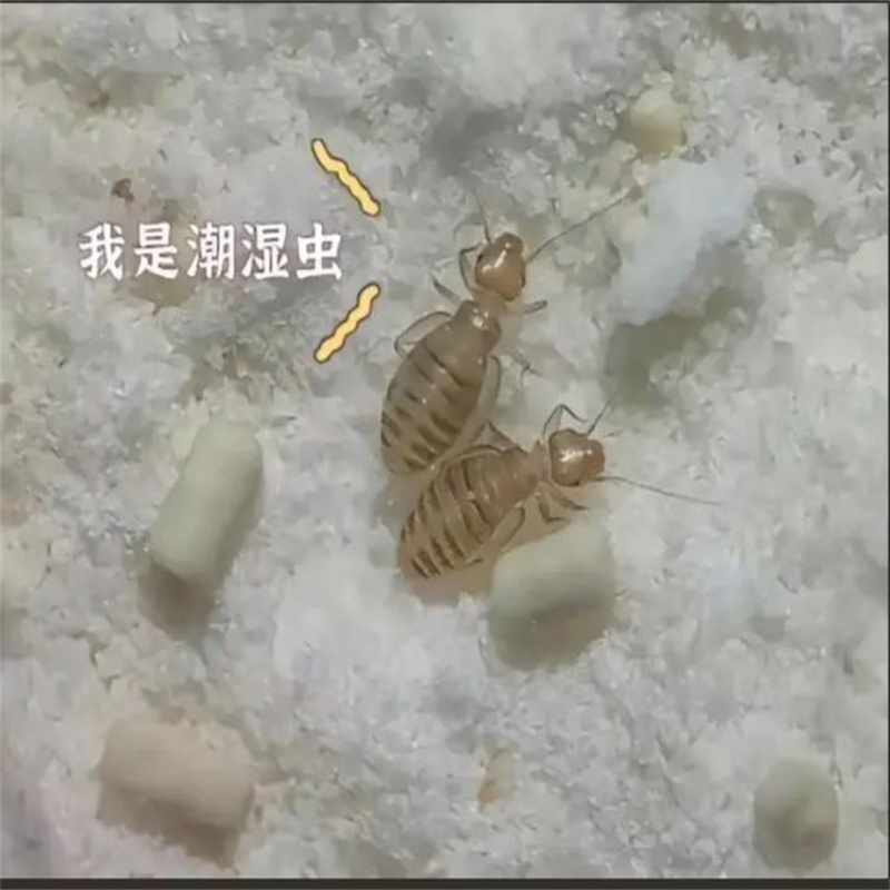 常州灭白蚁｜家庭白蚁高发季节如何自查与处理