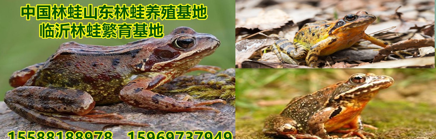 山东天纯林蛙养殖有限公司