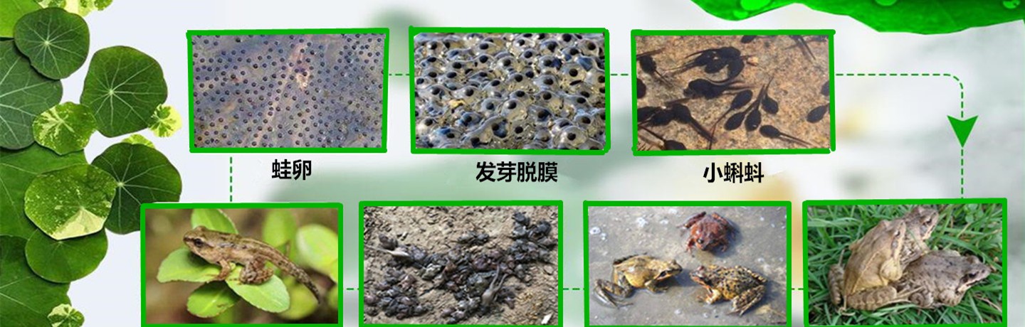 山东天纯林蛙养殖有限公司