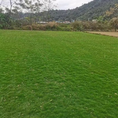 长泰草皮基地怎么选？工程绿化选购避
