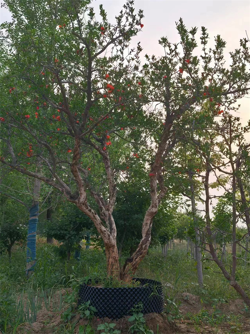 北京果树种植的气候适配要点