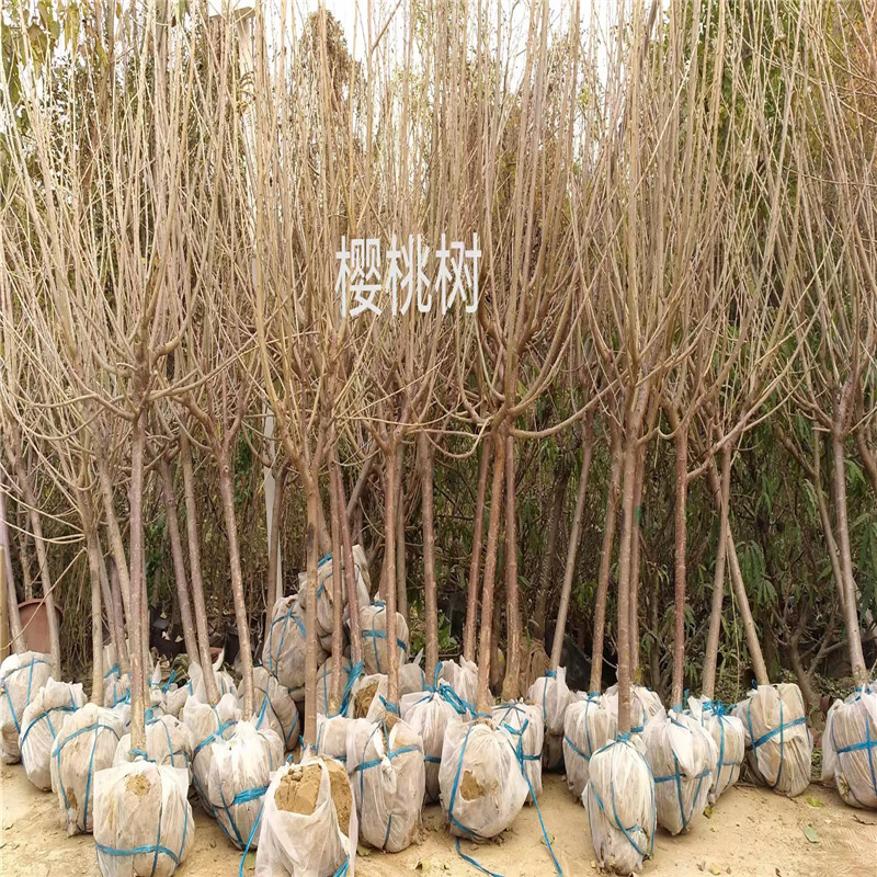 北京樱桃树的种植难点与解决方法