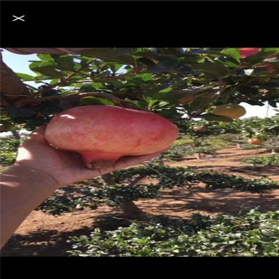 北京果树种植品种选择及地域适配指南