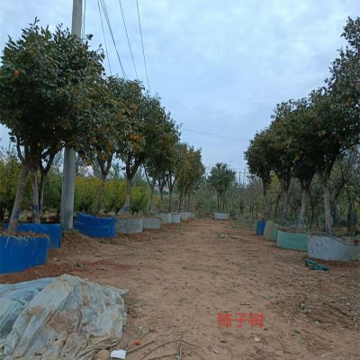 北京果树种植环境特点及适宜栽种品种