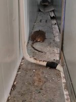 【湖州】长兴灭跳蚤哪家强？