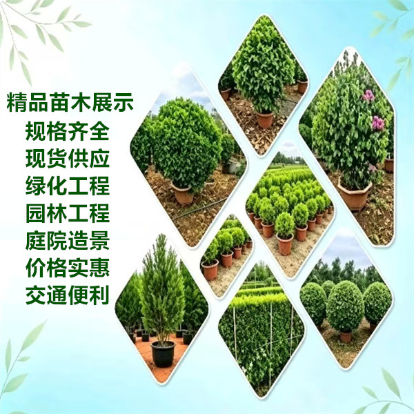海南南美康达园林绿化工程有限公司