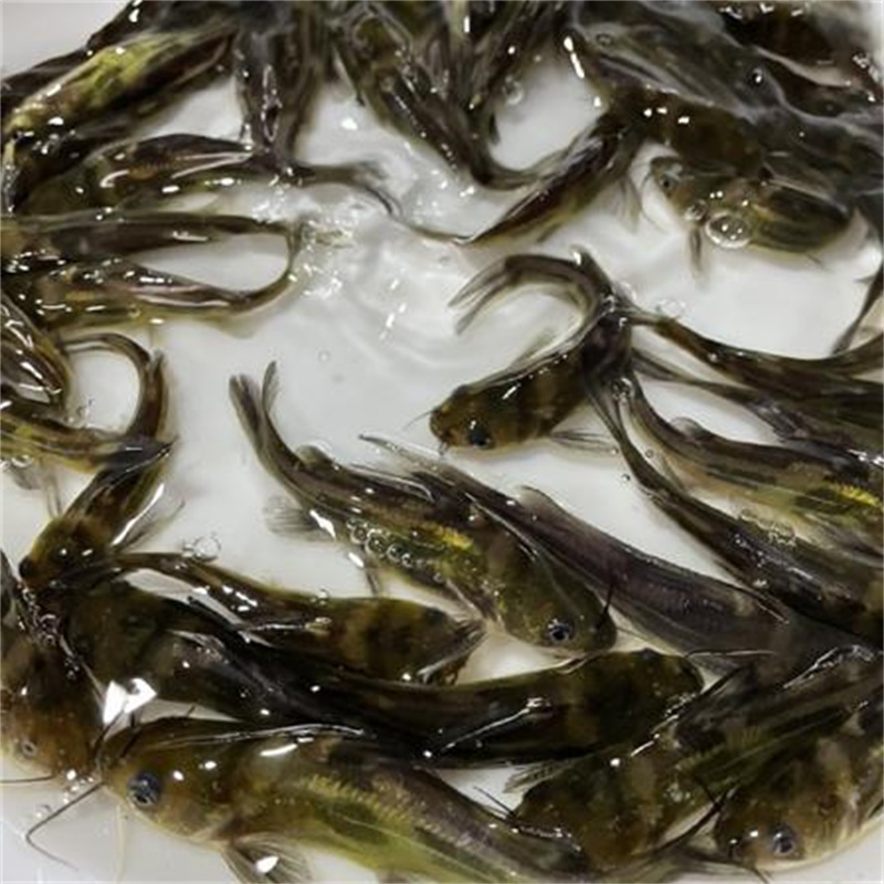 江苏垂钓鲫鱼本土水域鱼情分析与实战作钓攻略-- 江苏常州长荡湖淡水鱼苗养殖场