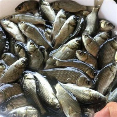 江苏花鲢鱼苗养殖环境要求与培育管理