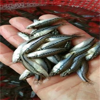 江苏白鲢鱼苗淡水养殖生长特性与培育