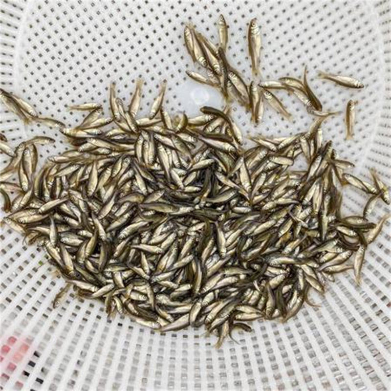 江苏白鲢鱼苗培育要点 池塘水质调控实操方法