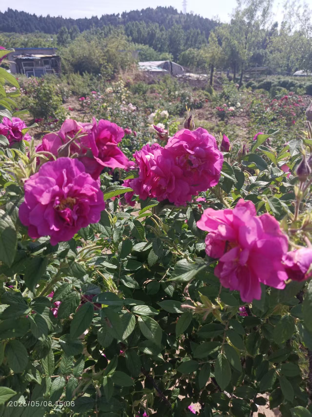 平阴丰花玫瑰品种介绍 生长习性及种植方法-- 平阴县丰果玫种植园 