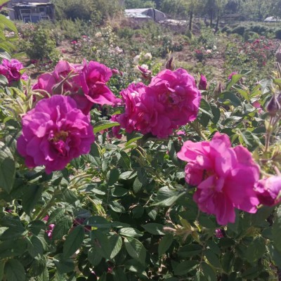 平阴丰花玫瑰品种介绍 生长习性及种