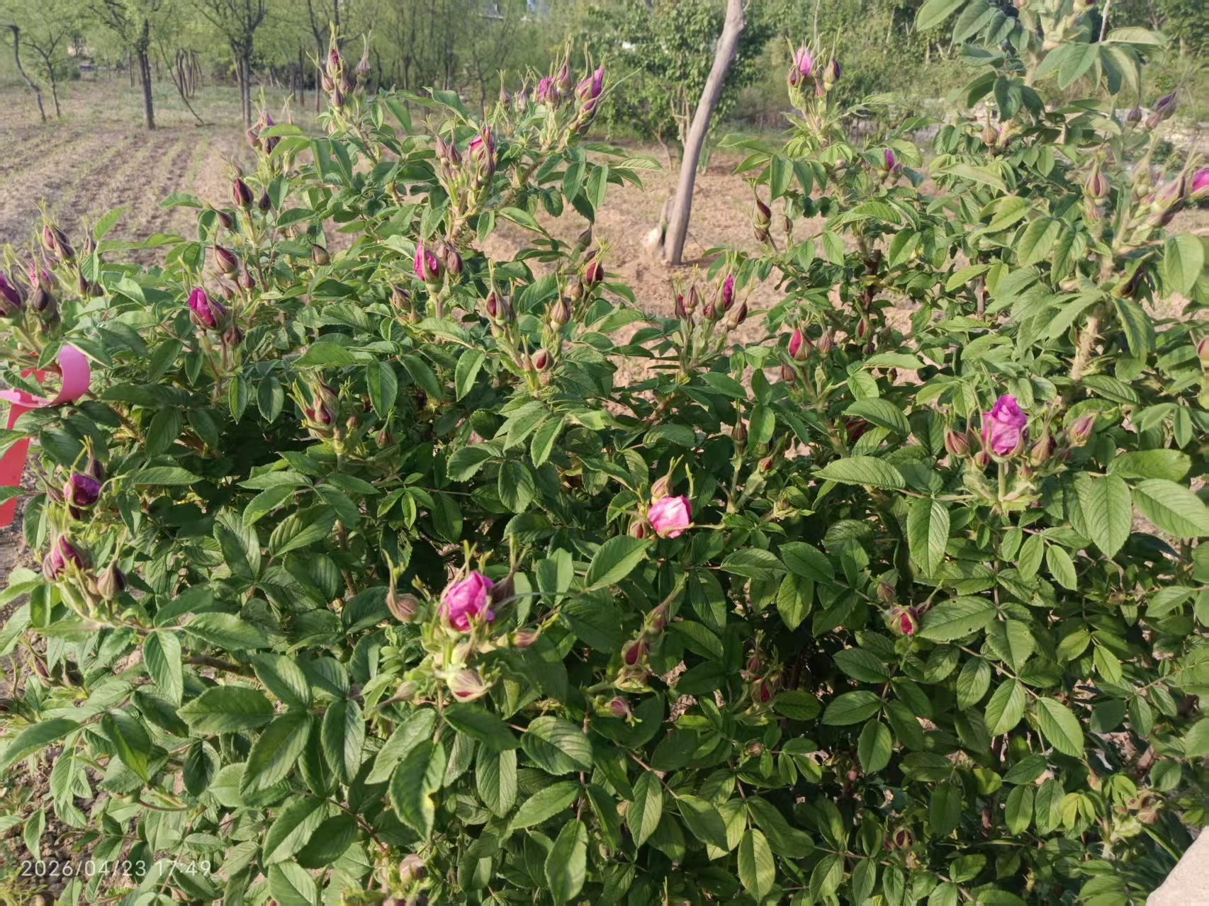 种下平阴四季玫瑰，四季花开不断
